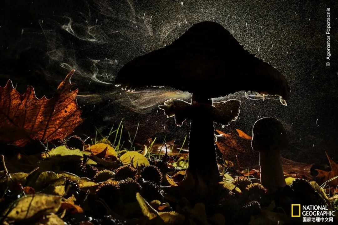 动物已经脆弱不堪，在这颗被人类改变的星球