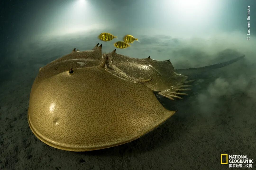 动物已经脆弱不堪，在这颗被人类改变的星球