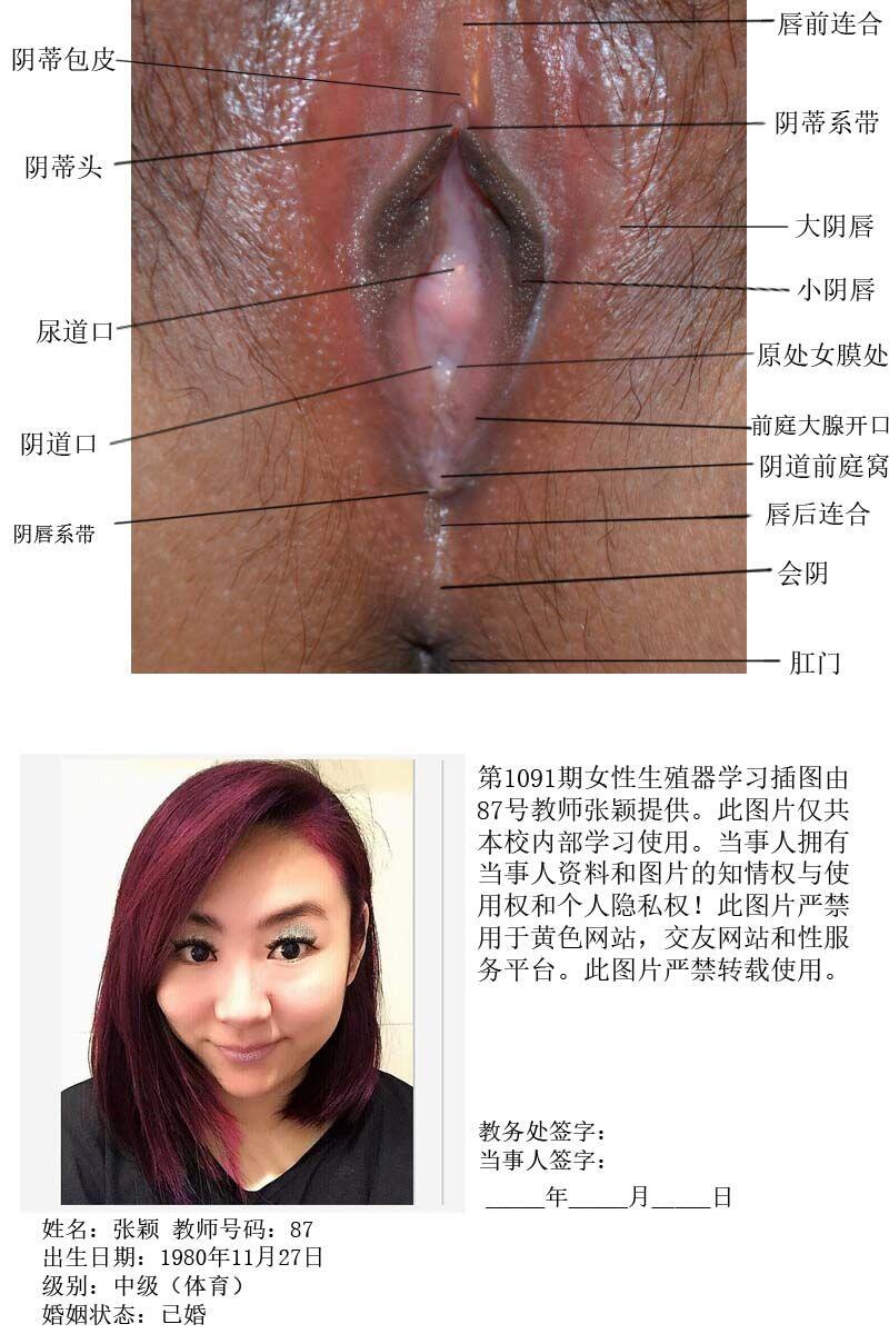 一所私立学校的女性生殖器教学插图