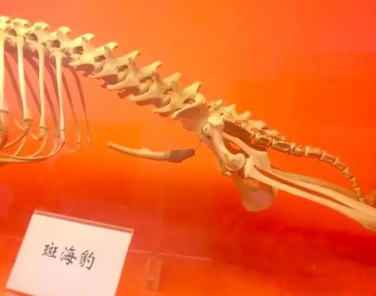 奇怪的知识之人类其实曾经有过活塞状阴茎骨，只不过后来被抛弃了