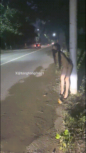 逼脸同框极品颜值女神彤彤乖 紧张刺激人前露出 塞着跳蛋被远程遥控做任务 各种人前露出 高潮一波又一波