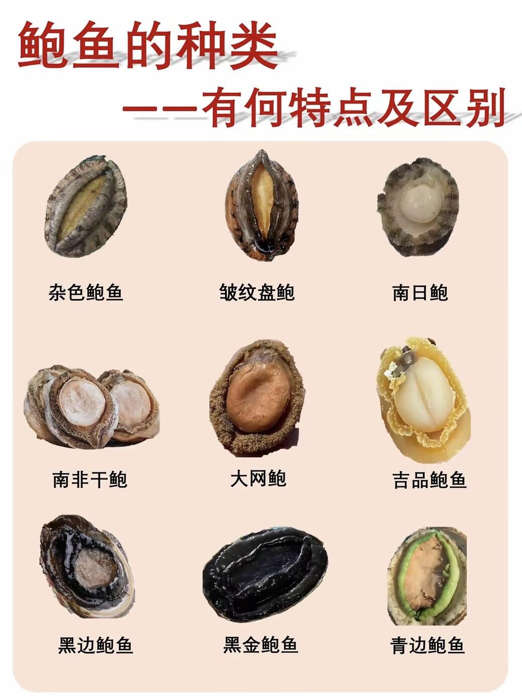 鲍鱼都有哪些品种呢？