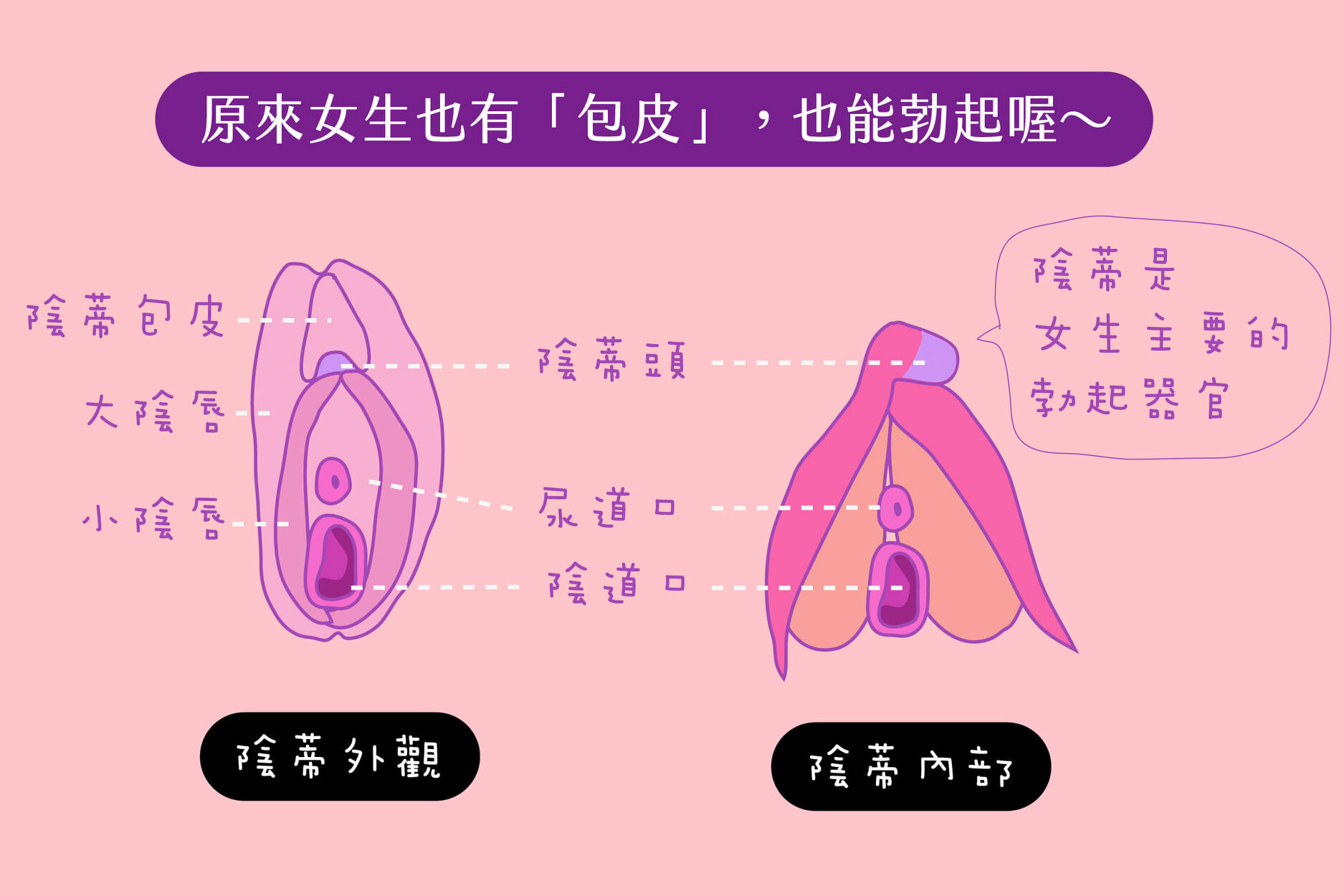 [学术探讨] 女性的勃起