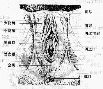 [学术探讨] 女性的勃起