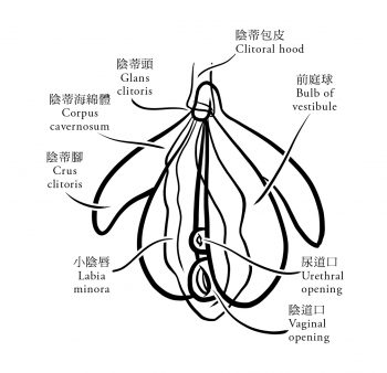 [学术探讨] 女性的勃起