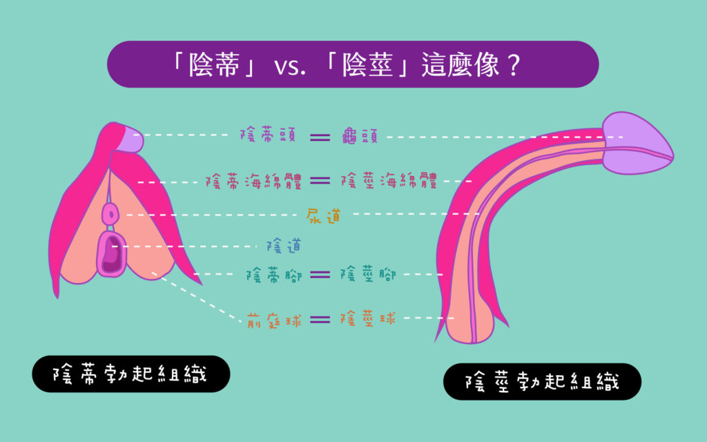 [学术探讨] 女性的勃起