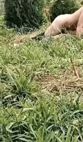 ❤️猎奇❤️黄毛户外野战操逼被偷拍了！猪头焖子都有逼操，你呢？